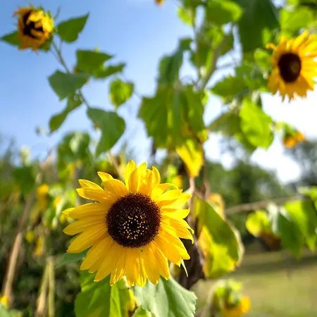 La Grande Jaougue Callen
