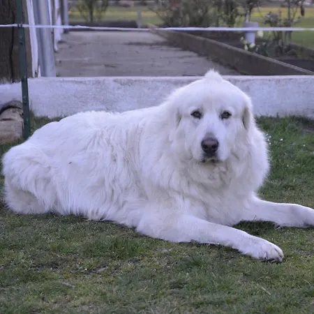 La Grande Jaougue ベッド・アンド・ブレックファスト