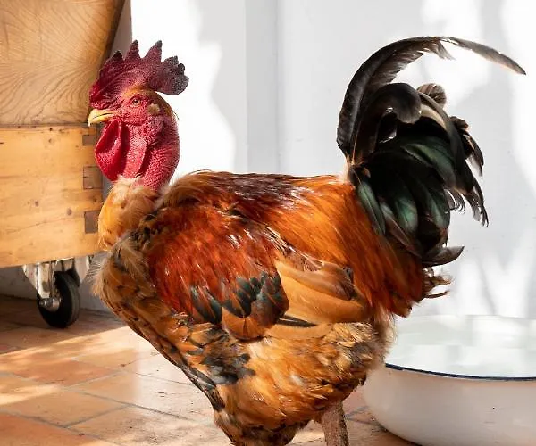 La Grande Jaougue Callen