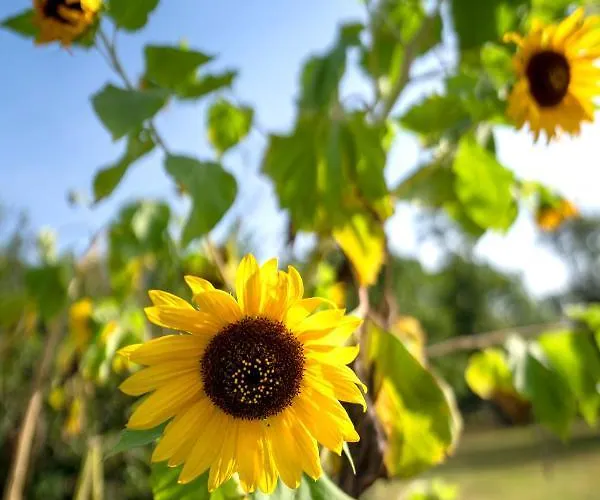 La Grande Jaougue Callen