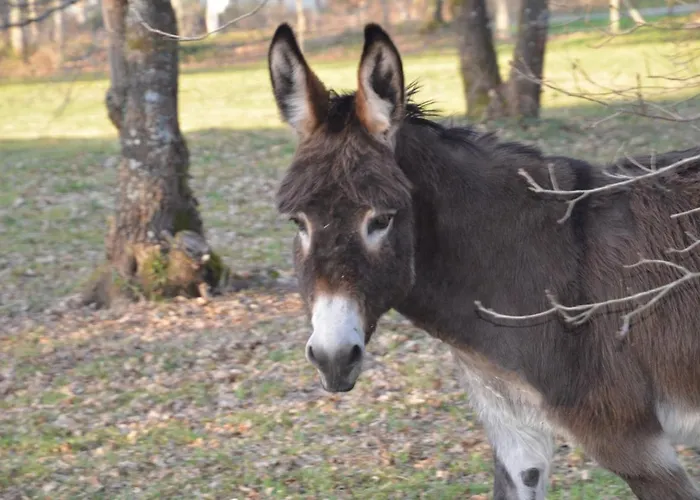 Nocleg ze śniadaniem La Grande Jaougue