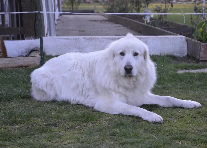 La Grande Jaougue Nocleg ze śniadaniem
