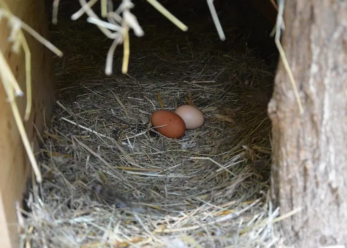 La Grande Jaougue Nocleg ze śniadaniem