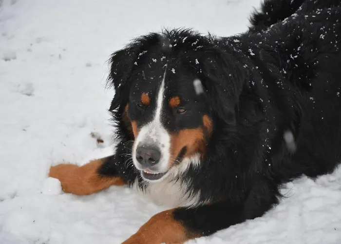 La Grande Jaougue Nocleg ze śniadaniem